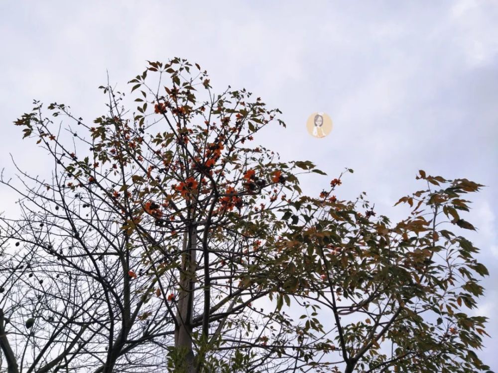 木棉花盛开的季节 用它煲一锅靓汤 清甜滋润又开胃 全身暖暖的 腾讯新闻