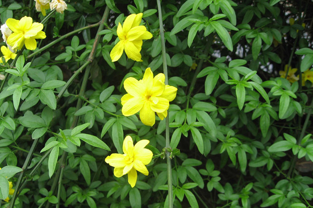 雪中四友 之迎春花 带雪冲寒折嫩黄 淡雅清香 腾讯新闻