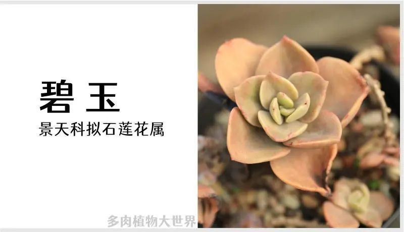 碧玉 景天科拟石莲花属多肉植物 大叶品种 腾讯新闻