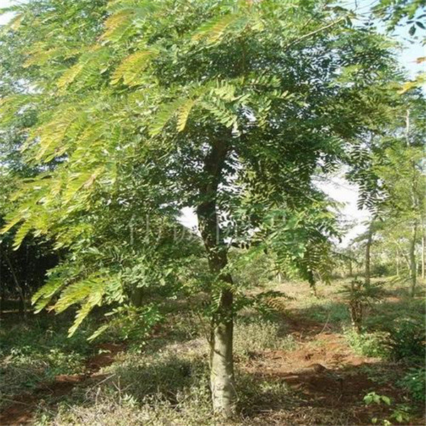 人称黑心树树木刀斧难入常用来烧炭太可惜