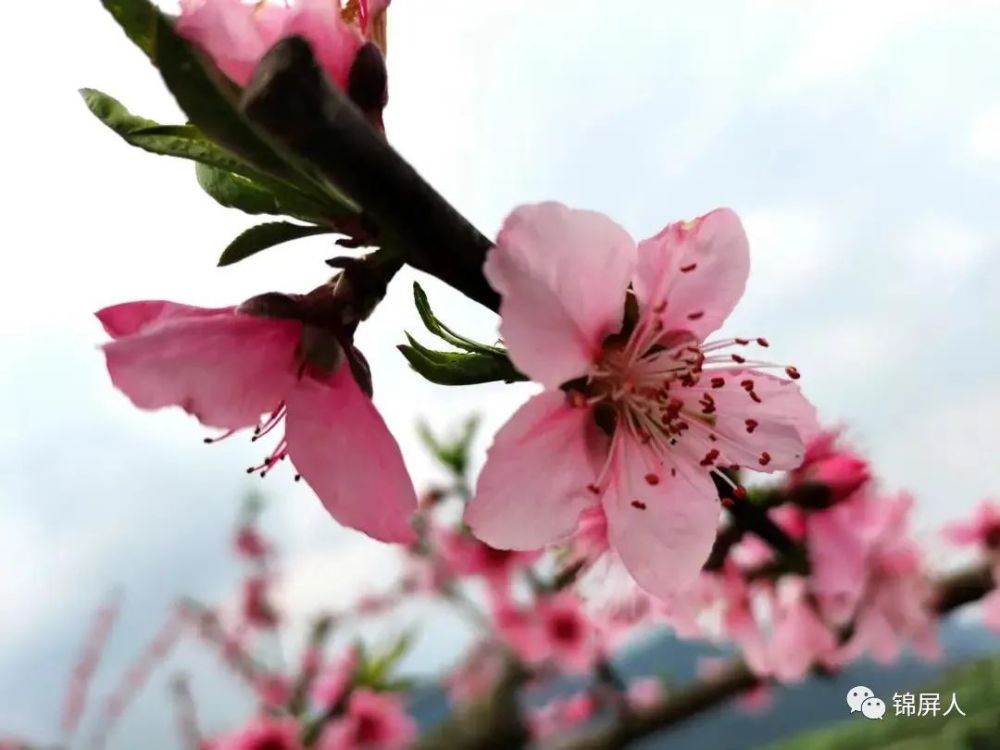 桃花盛開春意濃