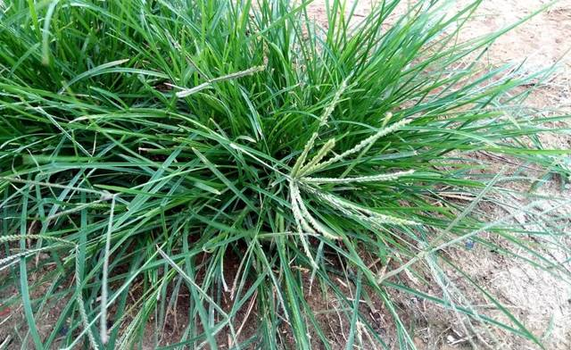 春天来了牛筋草发芽了网上30一公斤赶紧挖点晒一晒
