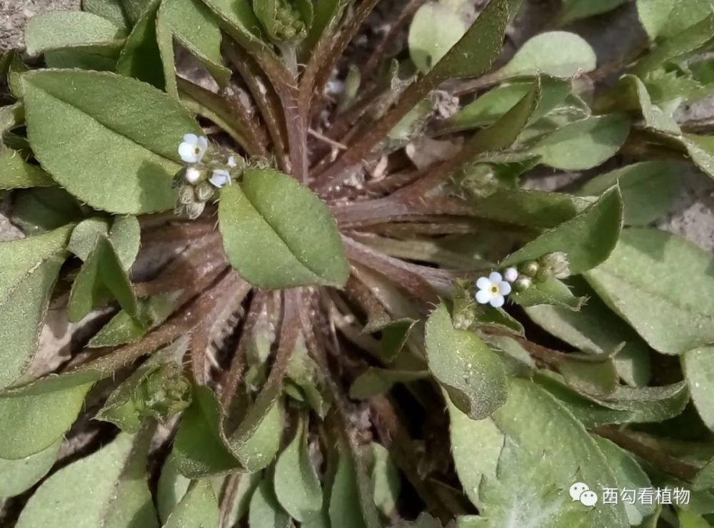 春天的开花植物 腾讯新闻