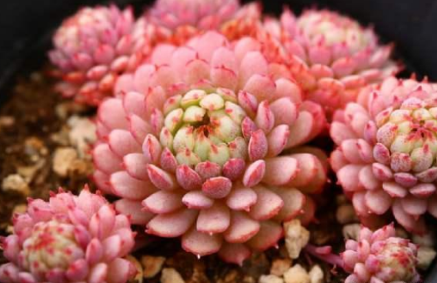 这5种多肉植物堪称夏必死,新手花友慎养!