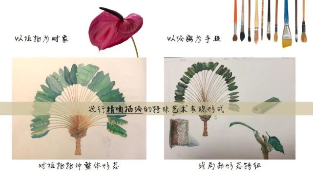 用植物科学画的方法观察一朵花丨花花万物 腾讯新闻