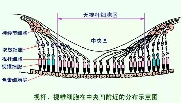 白天不懂夜的黑晚上視力不如白天都是夜盲的問題嗎