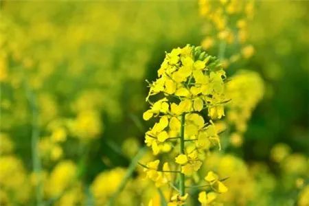 花粉过敏|有关花粉过敏，这8问你了解多少？