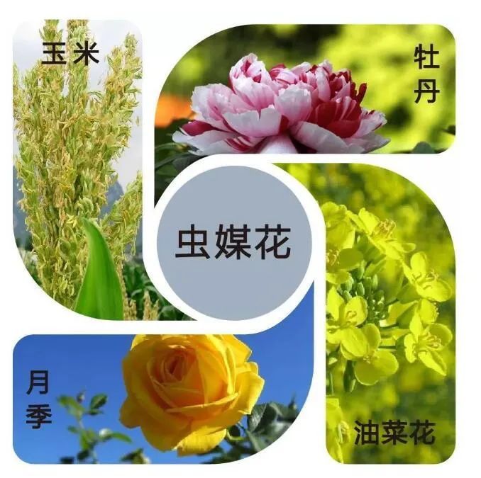 花粉过敏|有关花粉过敏，这8问你了解多少？