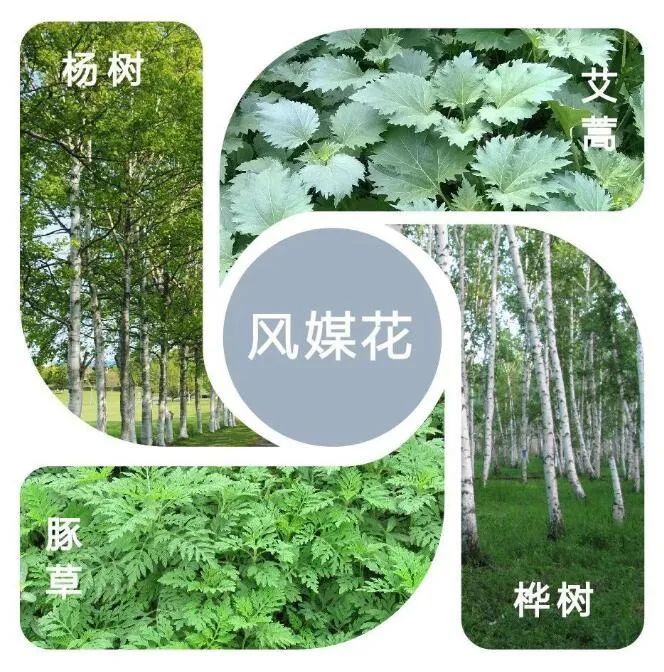花粉过敏|有关花粉过敏，这8问你了解多少？