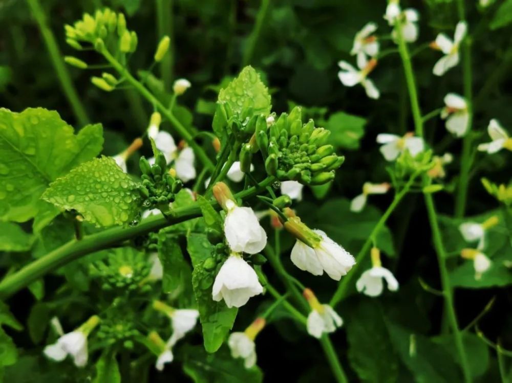花粉过敏|有关花粉过敏，这8问你了解多少？
