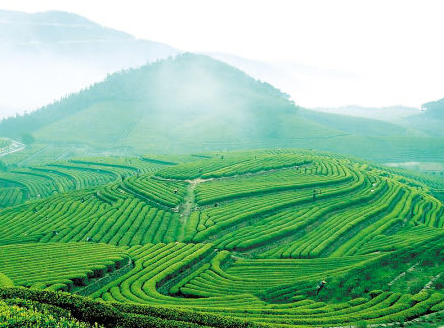 漫步棋盘樱花茶园观光栈道,领略高山茶园美丽风光;在凤凰镇棋盘村的