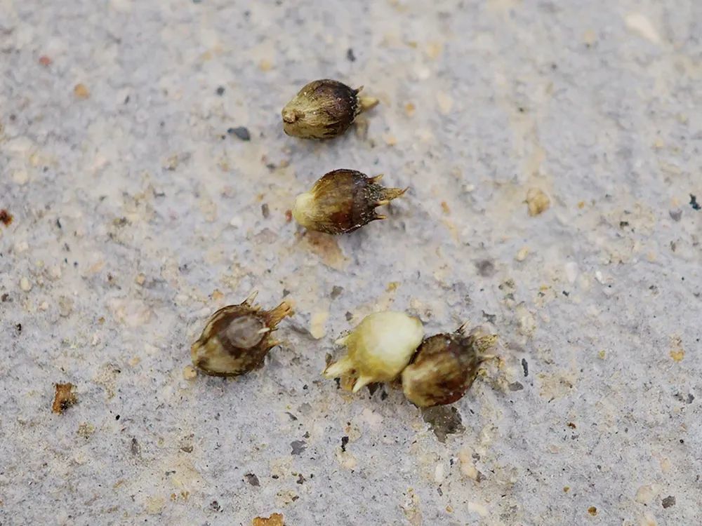 在矮豚草的花期,其花粉会四处飘荡,而它的花粉中含有水溶性蛋白与人