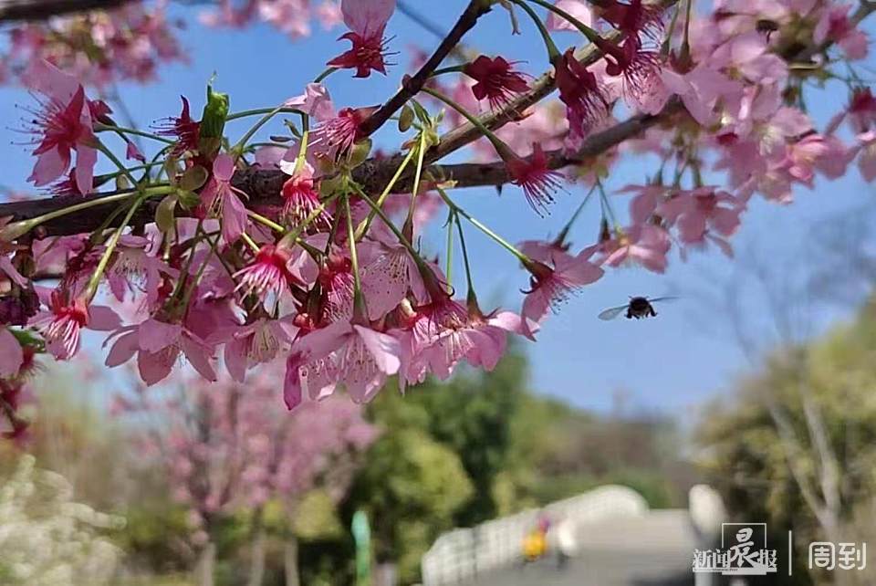 顾村公园里的上海樱花节真热闹 3月20日 一起 云赏樱 腾讯新闻