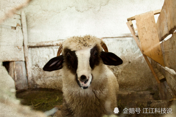 79年生肖羊过了41岁 一定要花一分钟好好看看 一切都是定数 腾讯新闻