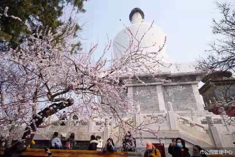 市属公园开启赏花季花期将持续至5月下旬 腾讯新闻