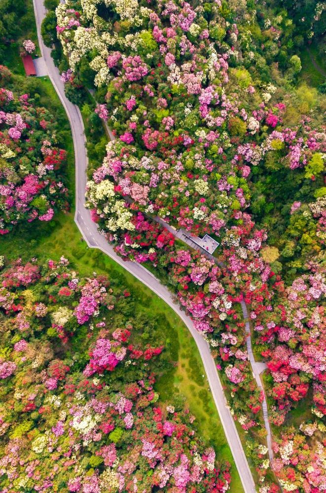 贵州春季最值得看的花海都在这里了