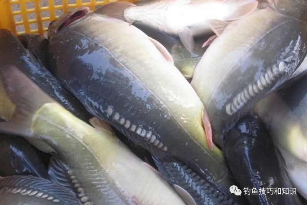 和鲤鱼的食性相似,镜鲤也喜欢香甜的食物,尤其是个体较大的镜鲤,个体