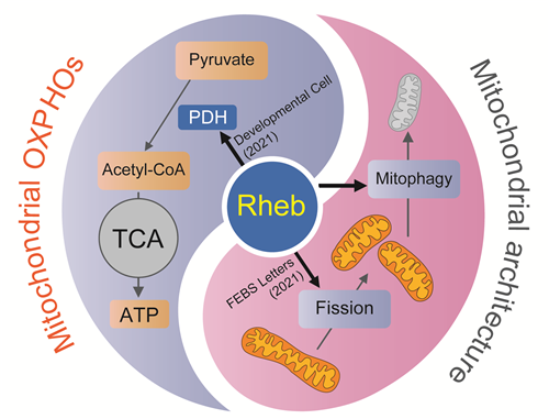 萬純博士後等還發現rheb通過mtorc1通路調節線粒體形態(mitochondrial