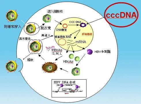 磷酸|简介乙肝衣壳成熟，过程描述，通过连续磷酸化以及去磷酸化