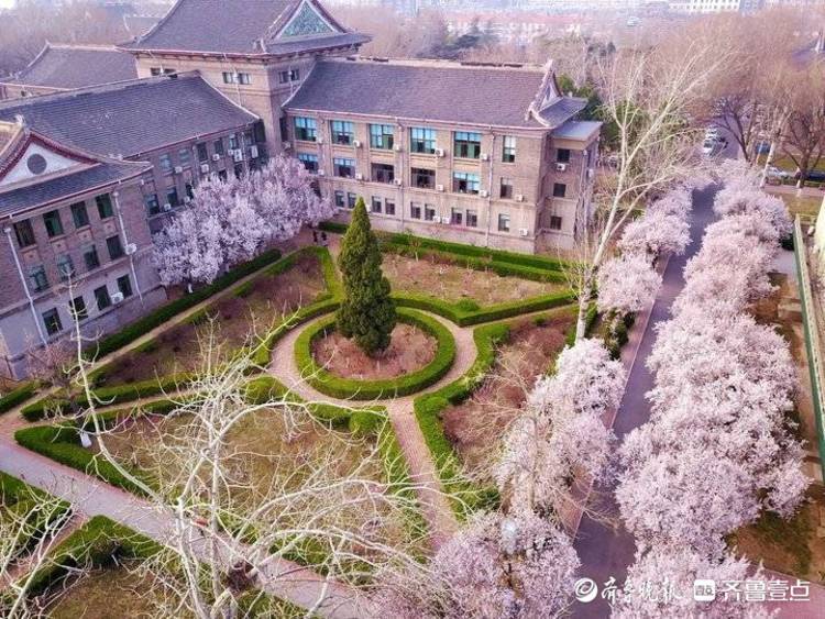 山师校园樱花大道惊艳绽放粉色花海惹人醉