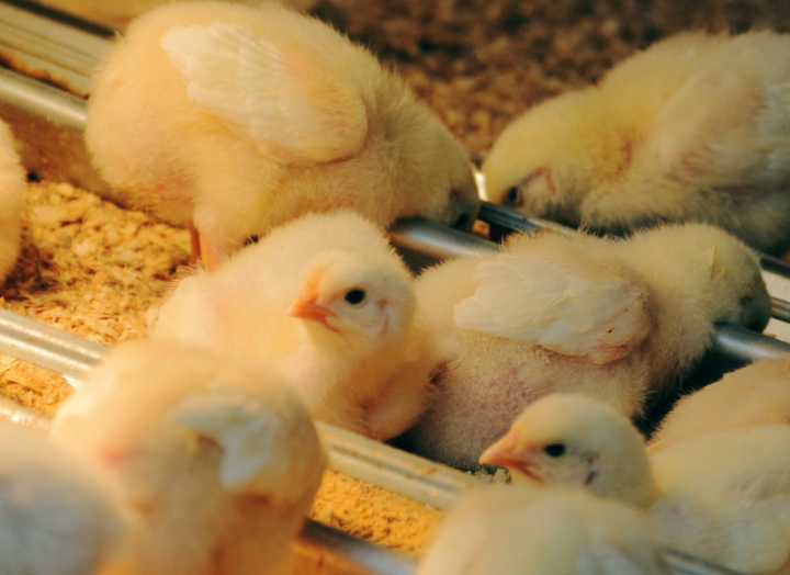 雏鸡的喂料量,依日粮能量水平,料槽结构,喂料方法,鸡的大小,品种和鸡