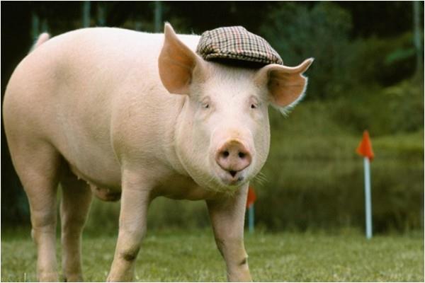 生肖猪一生的性格与命运,不骗你,这都是上天安排的!