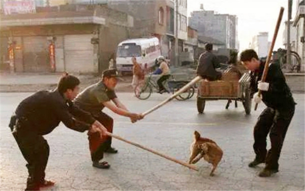 上世纪80年代,一场声势浩大的"打狗运动",当年发生了什么