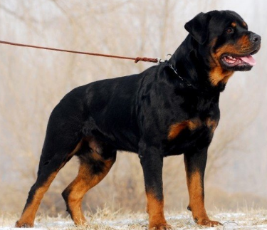 卡斯罗犬耐力与力量完美结合护卫犬中的第一门神