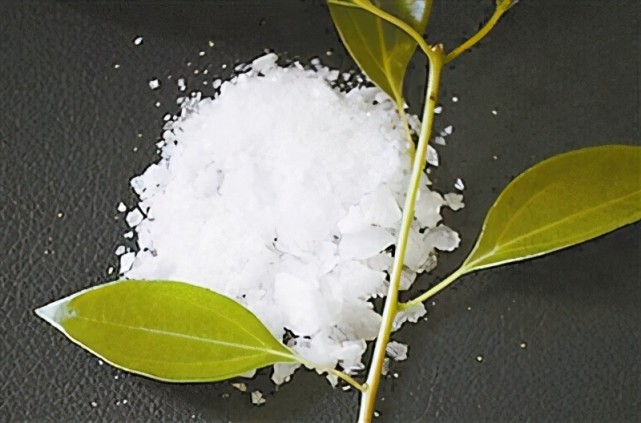 被誉为摇钱树龙脑樟树叶片一斤5000元只可惜产量太少