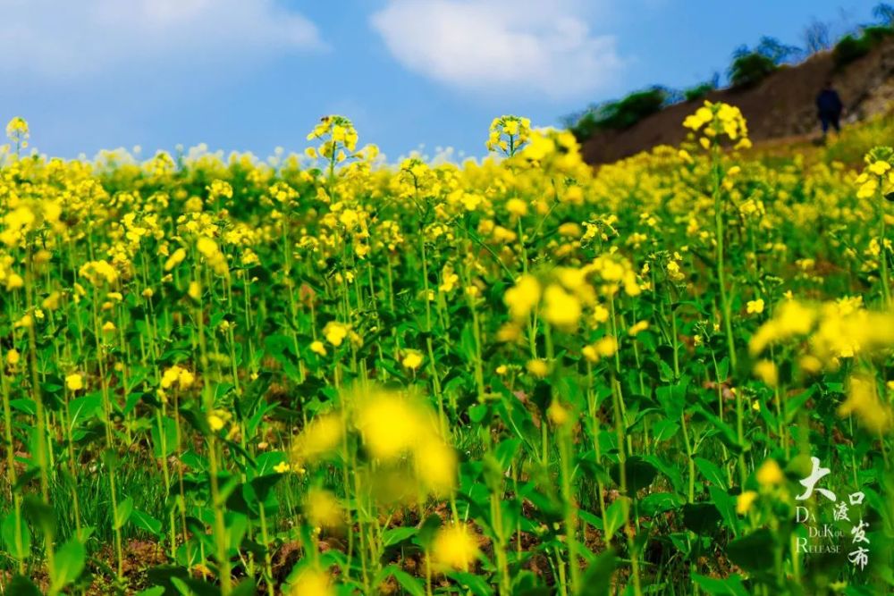 看,大渡口這漫山遍野的油菜花開了!