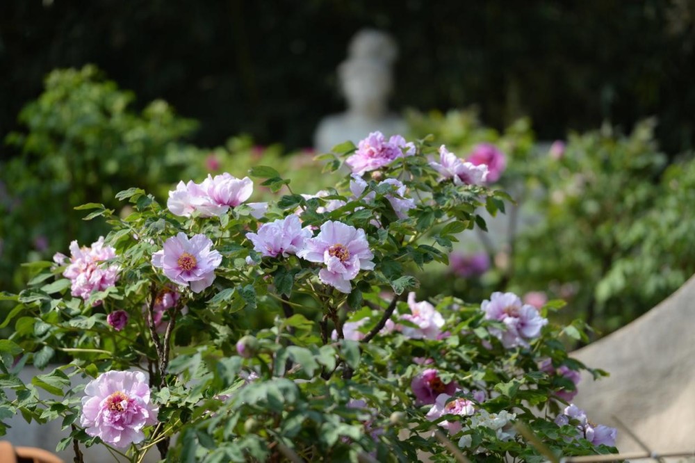 至5月上旬推薦觀賞點:景山公園(觀德殿前牡丹品種園),頤和園(國花臺)