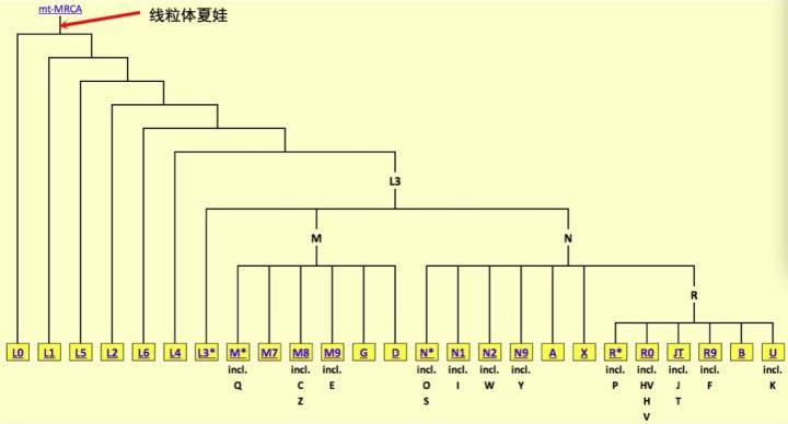 生殖隔离|黄种人、白种人、黑种人之间为什么没有生殖隔离？