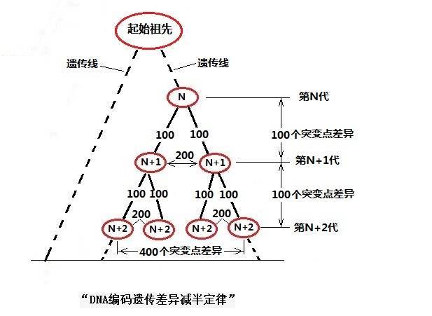 生殖隔离|黄种人、白种人、黑种人之间为什么没有生殖隔离？