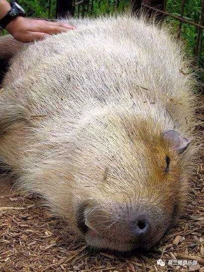 秘鲁巨型荷兰鼠那是水豚最大的豚鼠猪友互动第134期