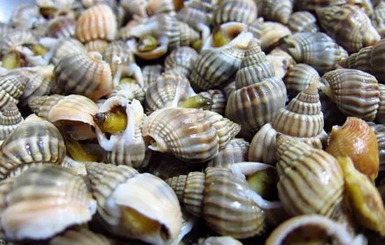 图片来源于网络尤其是织纹螺,俗称海丝螺,海狮螺,麦螺,白螺,割香螺