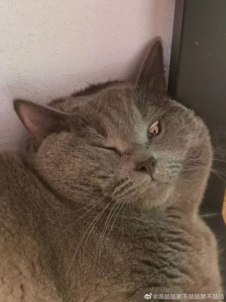 我家猫的耳尖上长了两根天线 好想偷偷剪掉啊 腾讯新闻