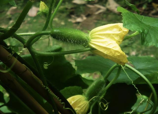 露地栽培节瓜技术此方法简单独特产量高