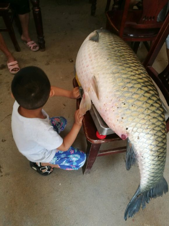 雲南釣友釣起一米多長大草魚引熱議有人認為草魚能長到一兩百斤