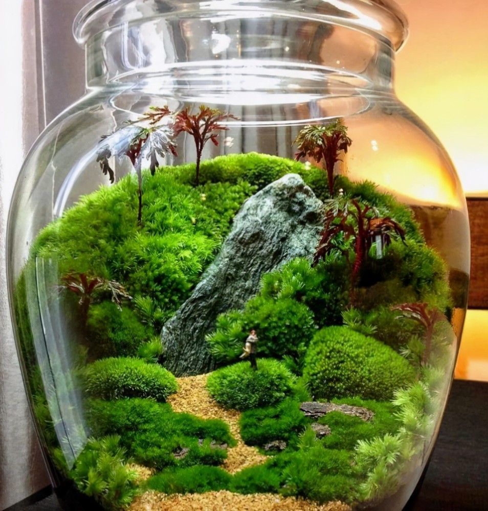 把玩"苔藓",日常别踩坑,不然盆景会越来越"秃"_腾讯新闻