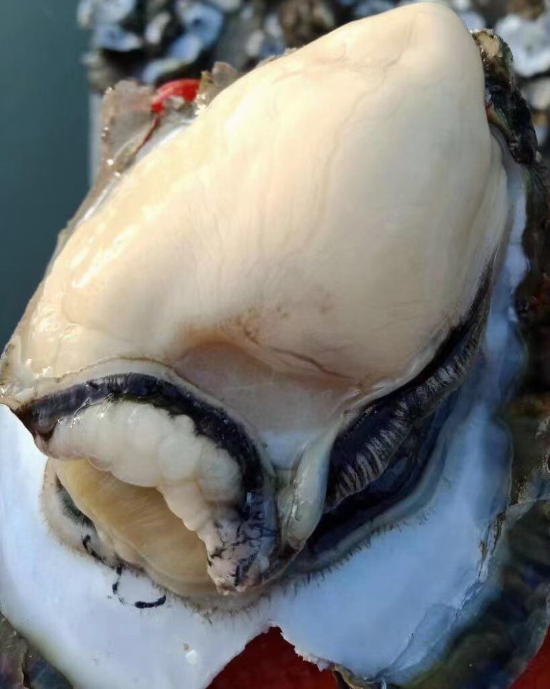 美味佳肴官渡生蚝之乡