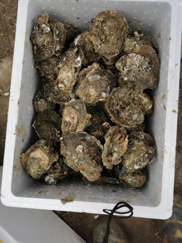 美味佳肴官渡生蚝之乡