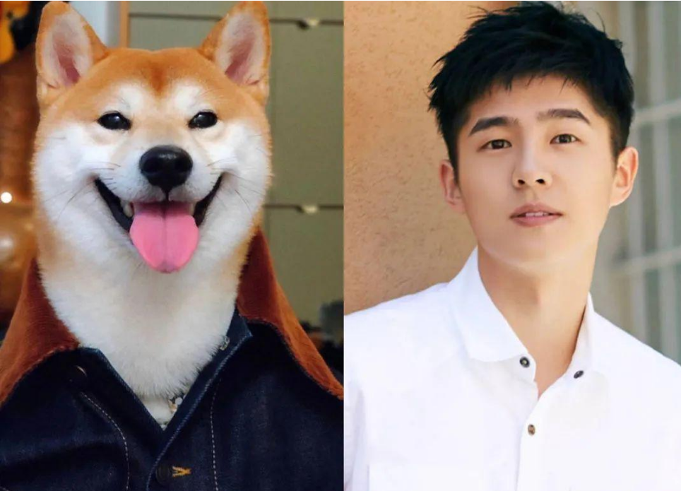 06 张若昀:自成一派的"哈士奇系"男星张若昀常常被人比作"哈士奇系"