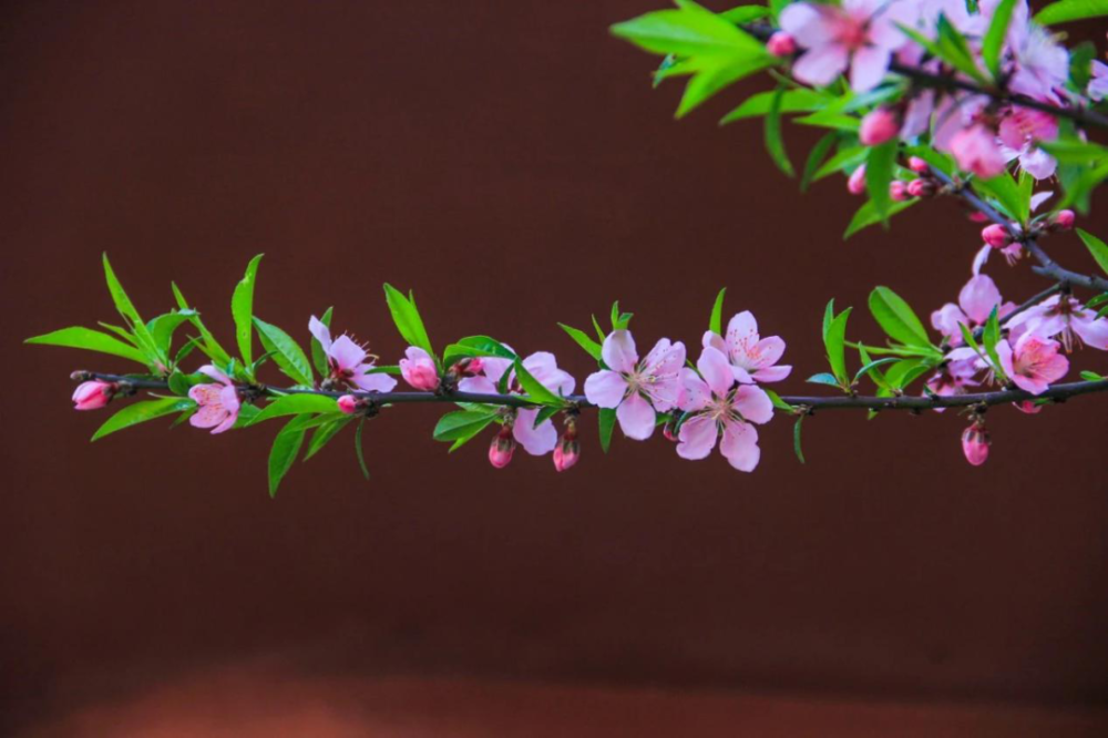 桃花: 如果是又没有香味,又有点红红白白水水嫩嫩的,开的时候有点长