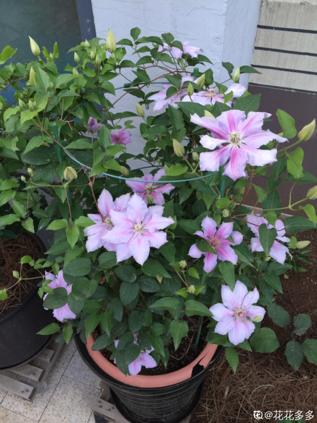 8种"苏醒花",进入黄金生长季,大水大肥伺候,容易爆盆