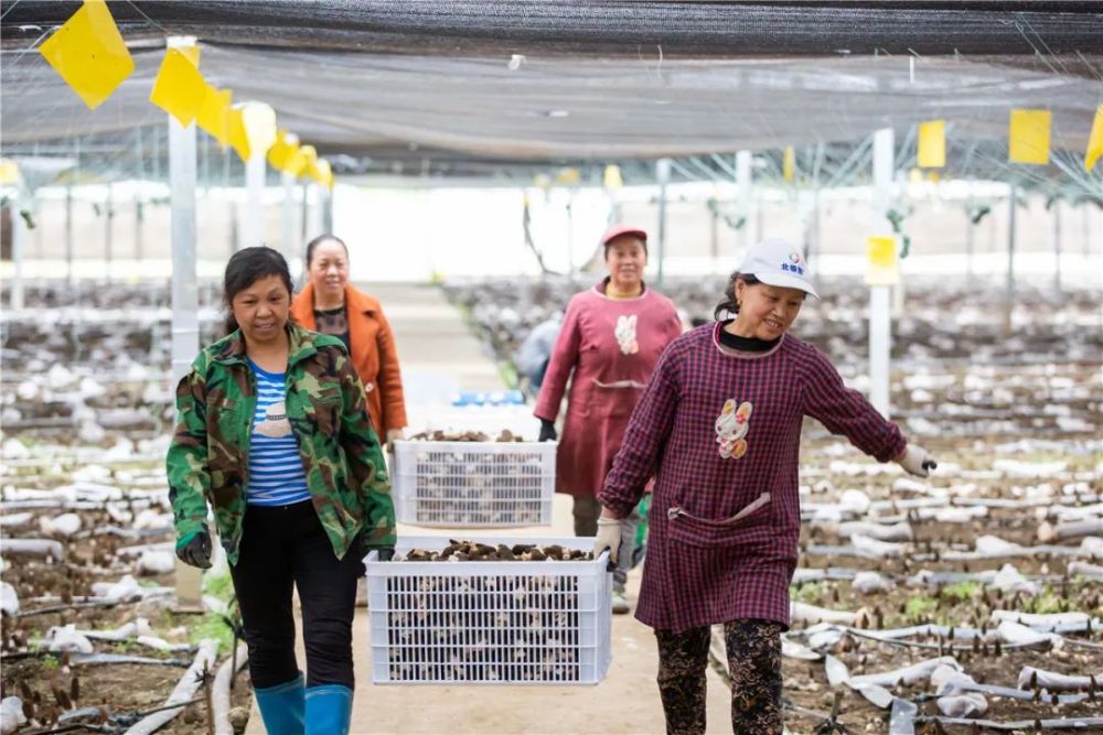 工人在采收羊肚菌杨廷刚表示"结合中华山实际,我们将超前谋划今年的