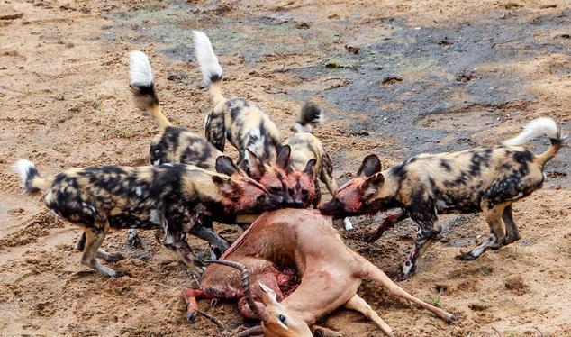 比特犬和非洲野犬誰更厲害為什麼