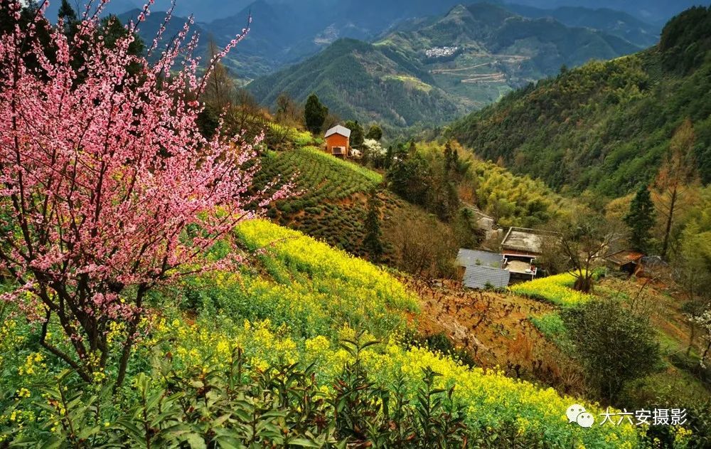 春游江淮请您来大六安春景美如画桃红梨白菜花黄