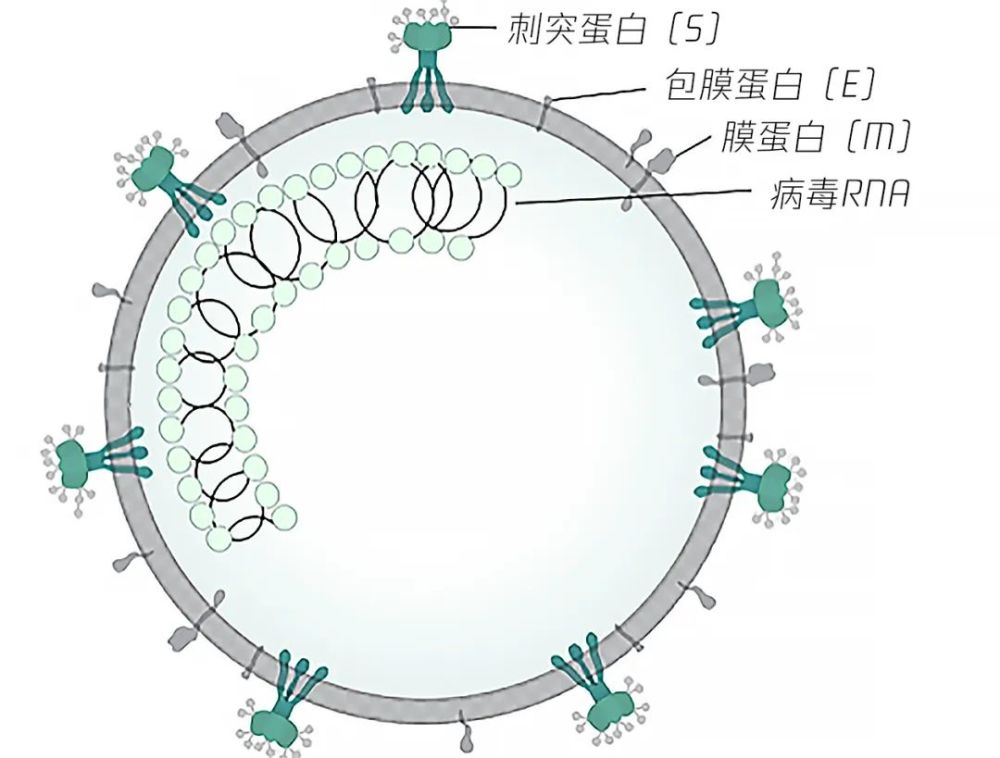 新冠病毒|新冠病毒变异有多快？过去1年，全球发现了接近30000个突变