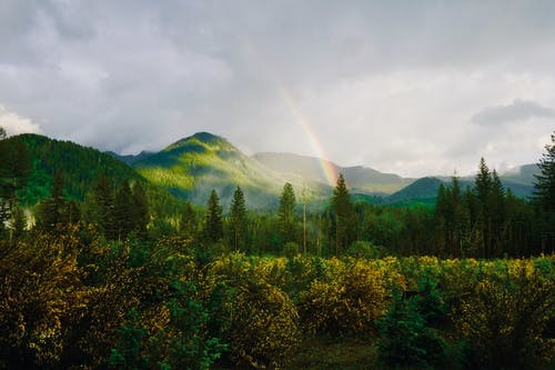 树种|适合在农村种植的苗木树种