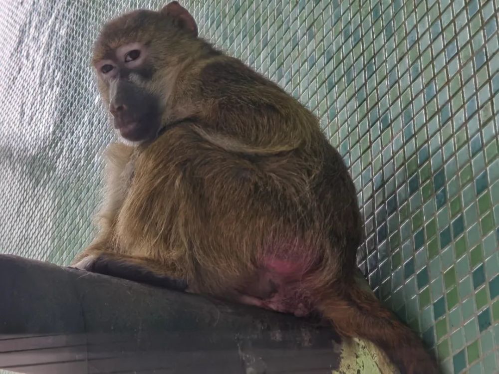 太原动物园猴子图片